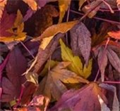 Fall Leaves