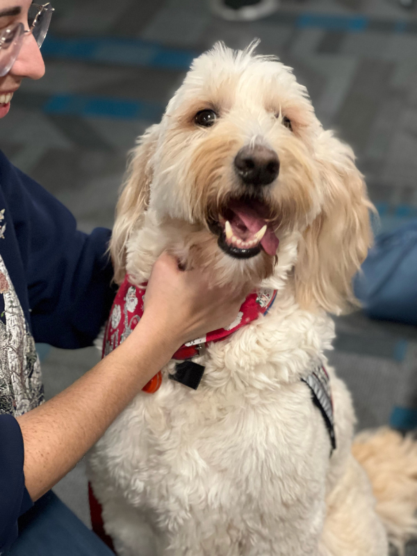 A patron pets a fluffy Labradoodle who pants happily.
