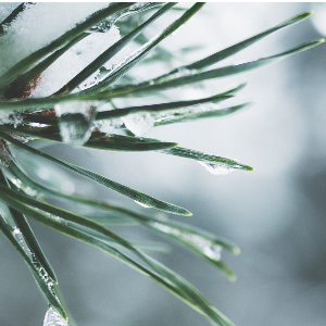 Winter Holiday Season