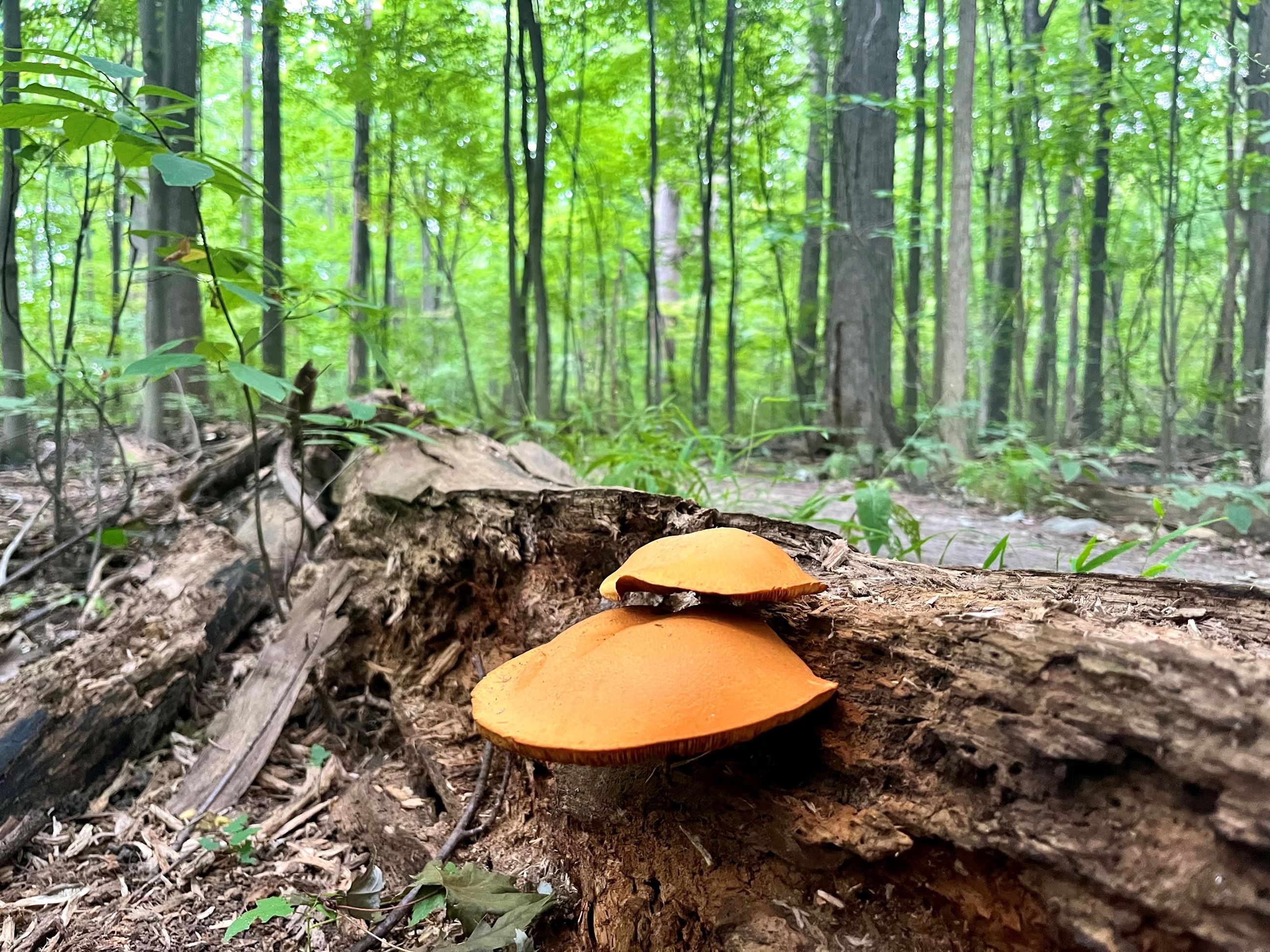 Cummingston Mushroom